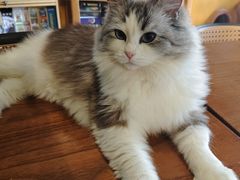 -猫猫幼稚园·撸猫·桌游·电玩