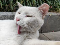 -青羊宫