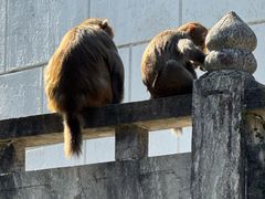 -苏州上方山国家森林公园