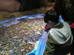 -芜湖新华联大白鲸海洋公园