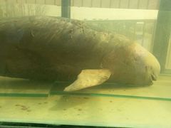 -湖南东洞庭湖国家级自然保护区