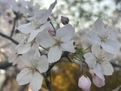 -高东镇樱花园