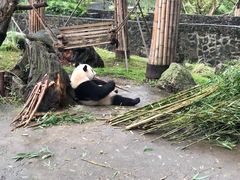 -都江堰中华大熊猫苑