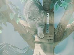 -青藏高原野生动物园