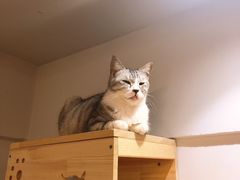 -万小咖.猫咖(中山路天虹店)