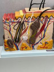 -熙朵美学植发·连锁品牌