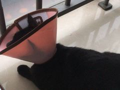 -灵美宠物诊所