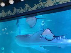 -烟台海昌鲸鲨海洋公园