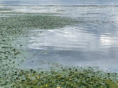 -洱海月湿地公园
