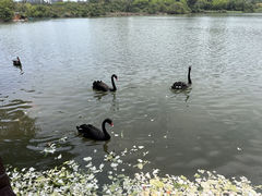 -五缘湾湿地公园