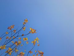 -洪湖悦兮半岛国际温泉度假村