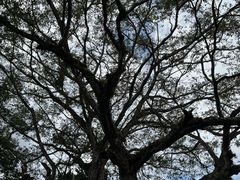 -瑞丽独树成林风景区