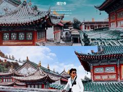 -塔尔寺-菩提树