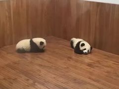 -成都大熊猫繁育研究基地