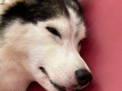 -和它·交个朋友·狗咖猫咖(爱琴海店)