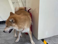 -猫小院猫主题餐厅(南锣旗舰店)