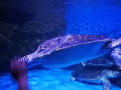 -乌鲁木齐海洋馆