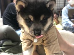 -逗柴咖啡屋·狗咖猫咖宠物桌游
