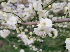 -花开海上生态园