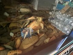 -灵龟之家百象馆(百象馆联合旗舰店)