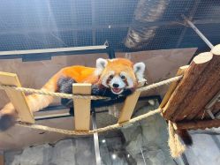 -Zoolung Zoolung动物主题公园(海信广场店)