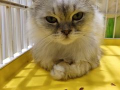 -藏猫猫咖啡主题馆(中央大道店)