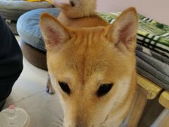 -浣熊柯尔鸭土拨鼠·电玩咖
