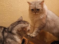 -猫友咖啡店(玉林西路店)