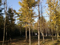 -大蜀山国家森林公园