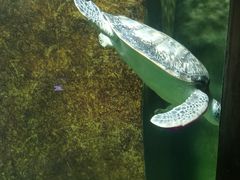 -南湖梦幻岛
