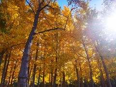 -长白岛森林公园