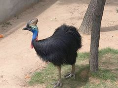 -西霞口神雕山野生动物世界