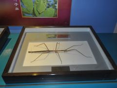 博物馆之旅&nbsp;111-上海昆虫博物馆