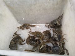 -芦潮港集贸市场