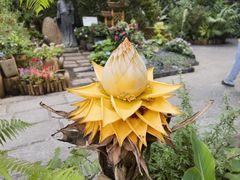 -中国科学院华南植物园