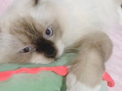 -伟伟宠物医院·CT影像中心·瑞派犬猫综合性门诊(汉口总院)