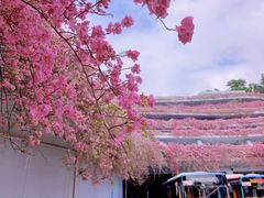 -深圳仙湖植物园