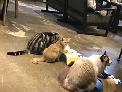 -咖法森林·咖啡  酒吧(天河店)