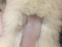 -诺比宠物医院心脏内科·泌尿肾内外科·骨科急重症