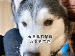 -Husky Go! 哈士奇体验馆·宠物咖啡厅狗咖