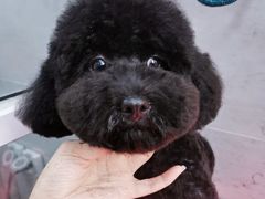 -宠福鑫康馨动物医院·骨科·眼科