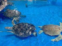 -泉城欧乐堡海洋极地世界