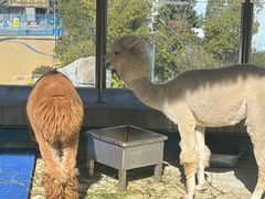 -芜湖新华联大白鲸海洋公园
