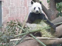 -成都动物园