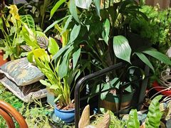 -Thai Basil罗勒叶泰式餐厅(时代天街店)