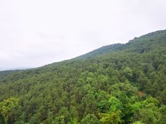 -铁山坪森林公园