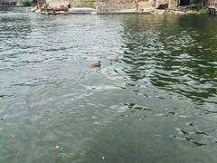 -加州迪士尼乐园