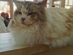 -猫小院猫主题餐厅(南锣旗舰店)