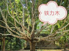 -中国科学院西双版纳热带植物园