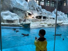 -帝企鹅自助餐厅•儿童岛•真企鹅(长隆企鹅酒店)